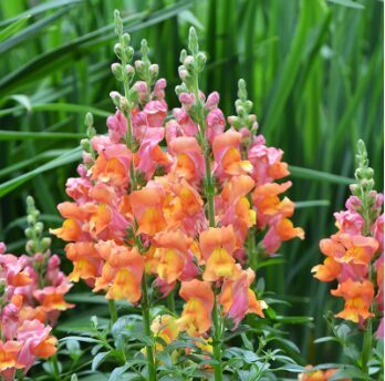 Lauvmutīte 'Maryland Dark Orange'